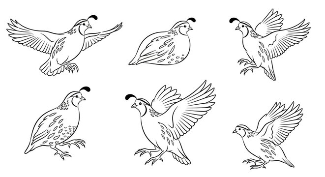 Set of Quail Bird Sketches in Various Poses, Vector Illustration