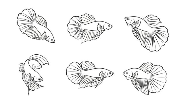 Set of betta fish sketches, hand-drawn Siamese fighting fish line art