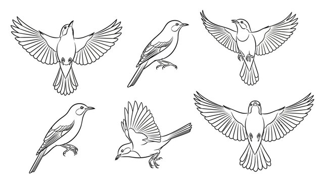 Set of Hand-Drawn Flying and Perching Birds in Line Art Style