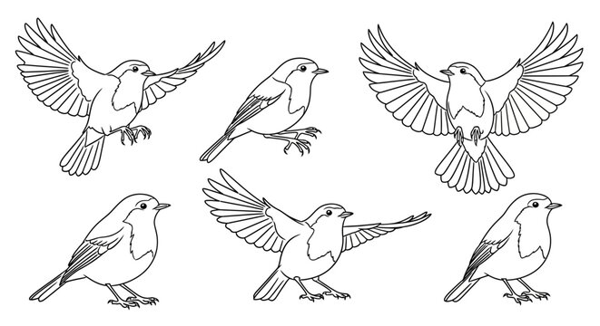 Set of hand-drawn robin birds in various flying and sitting poses
