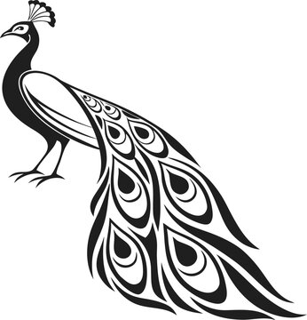 peacock on white background