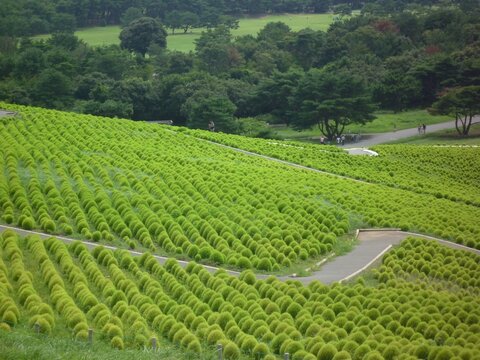 コキアが一面に広がる緑の丘
Hillside covered with green kochia
