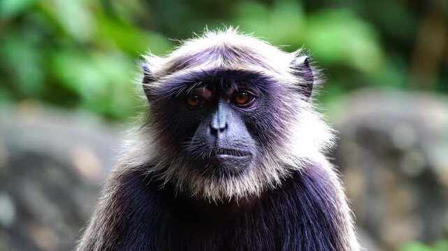 Close-up portrait of a lion-tailed macaque monkey in lush green jungle setting.