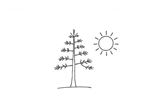 Simple hand drawn illustration of a pine tree and the sun