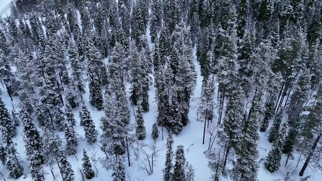 Aerial View of a Snow-Covered Deep Winter Norway Spruce Forest in the Finish Lapland on a cloudy day with light snow. 4K 60fs horizontal Forward Tilt-Down drone shot