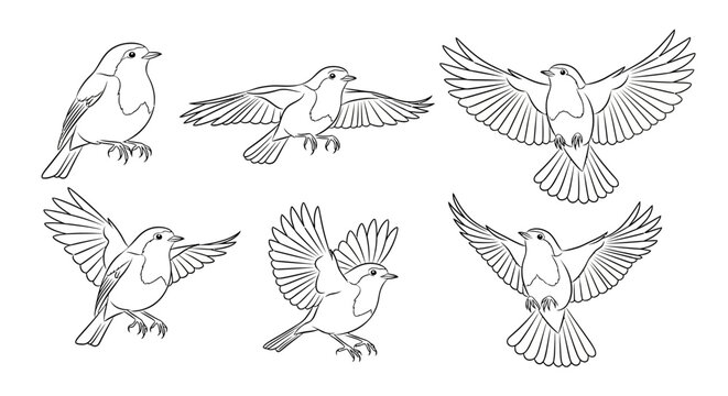 Set of robin birds in various flying poses, black and white sketch