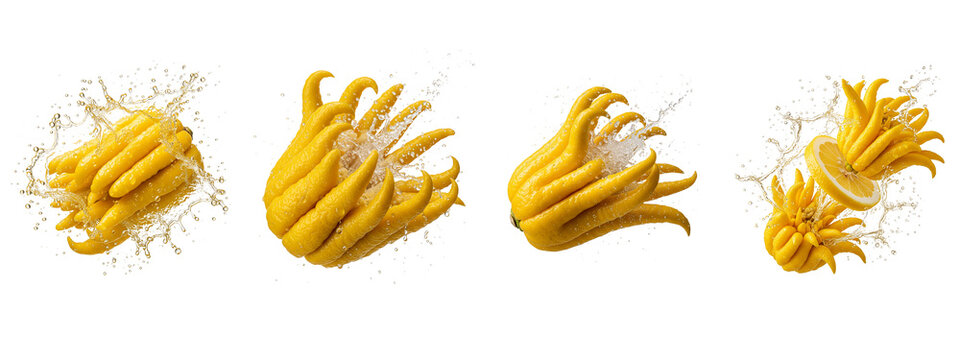 Fresh Buddha hand citron fruits with water splashes on black background
