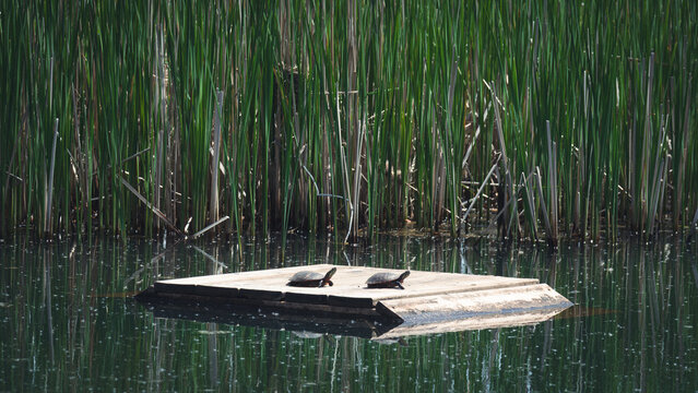 Painted turtles resting on a deck