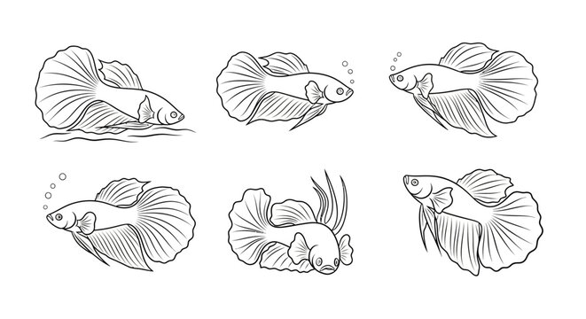 Set of Hand-Drawn Siamese Fighting Fish Sketches