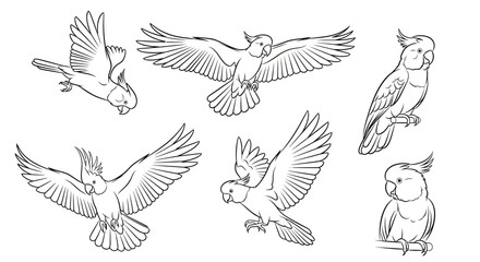 Obraz premium Cockatoo line art collection: flying, perched, and in motion