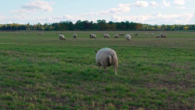 Focused sheep walks back toward flock symbolizing reunion, belonging in nature