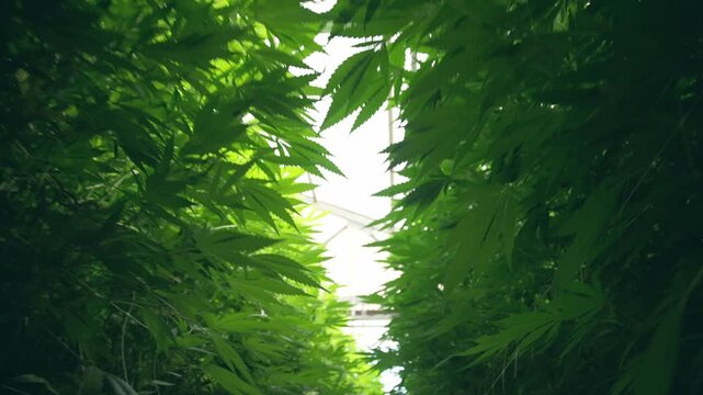 Rows of vibrant cannabis plants grow densely under a greenhouse roof.