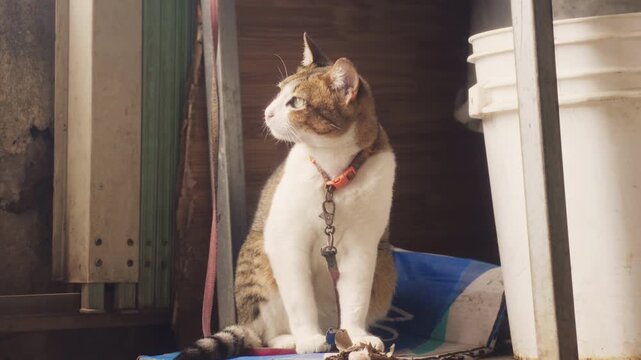 Funny tabby and white cat staring intensely at the camera. Close-up of a grumpy yet curious feline gaze while sitting in a storage area with an orange bell collar