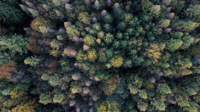 Drone flying upwards in a top down perspective over a colorful autumn forest. Revealing patterns of green pine trees and golden foliage in Switzerland.