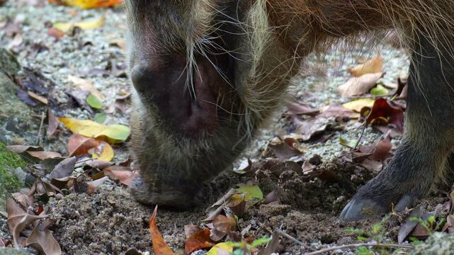 A Red River Hog (Potamochoerus porcus) actively sniffs around the ground, showcasing foraging behaviour, close up shot.