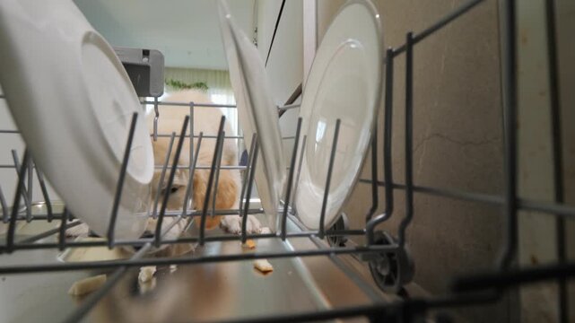 Curious golden retriever puppy explores inside an open dishwasher rack.