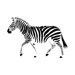 Obraz premium zebra, vector sketch