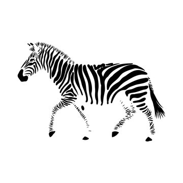 zebra, vector sketch
