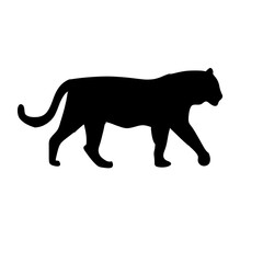 Fototapeta premium silhouette of a tiger