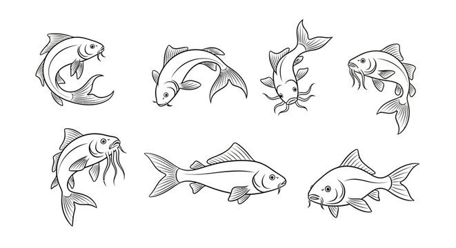 Hand-drawn carp fish collection in ink sketch style for design