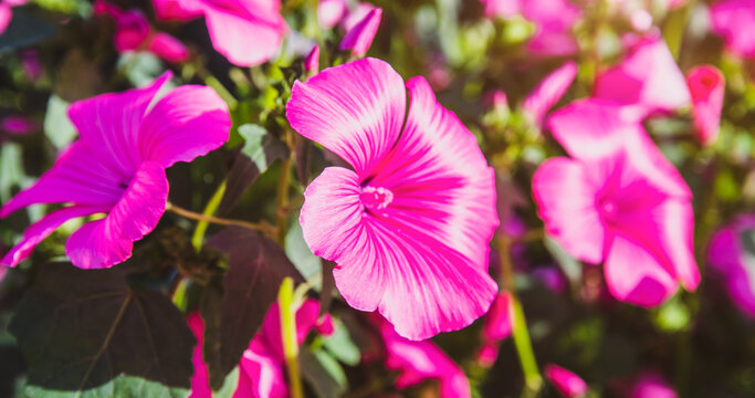 Pink lavater flowers on a green natural background
