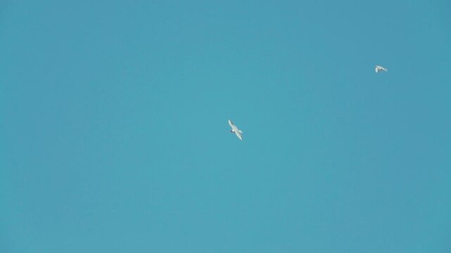 A seagulls  (Laridae) in flight against a blue sky.  Slow motion
