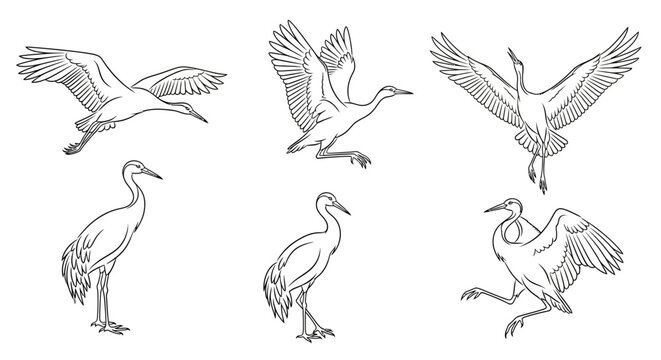Set of Hand-Drawn Crane Bird Illustrations in Various Poses