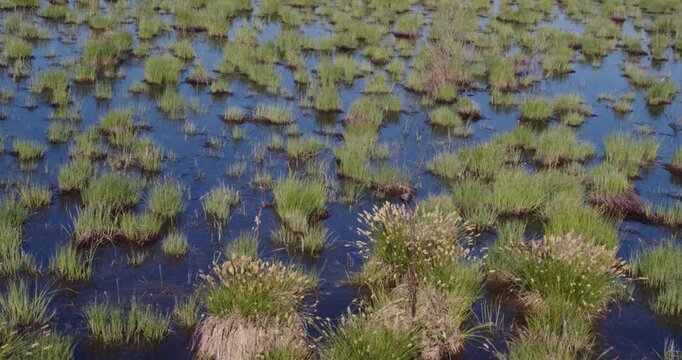 Explore the serene beauty of marshy terrain in this video. The lush vegetation and hummocks thrive in the wet soil, creating a delicate ecosystem teeming with life and mystery.
