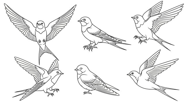 Set of barn swallows in flight and perched line art illustrations