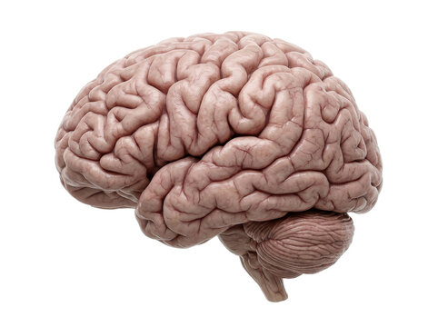 A realistic human brain model on a white background, showcasing detailed anatomy.