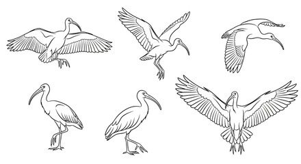 Fototapeta premium Ibis bird sketches in flying and standing poses, minimalist line art set