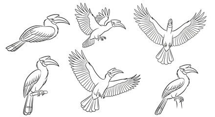 Fototapeta premium Hornbill Bird Set in Various Poses, Hand-Drawn Vector Illustration