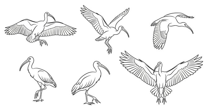 Ibis bird sketches in flying and standing poses, minimalist line art set
