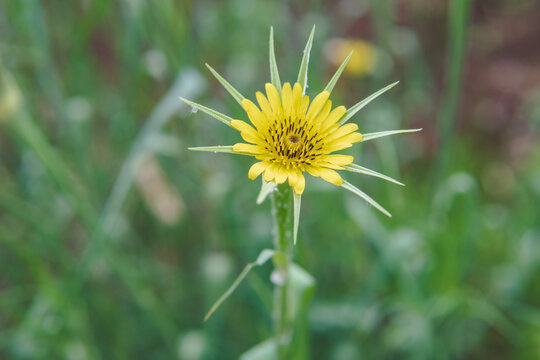 キバナムギナデシコ（ Tragopogon pratensis）：キク科のバラモンジン属の黄色い花をアップ／日本・5月