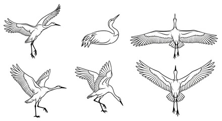 Fototapeta premium Set of graceful crane birds in flight and poses, elegant line art