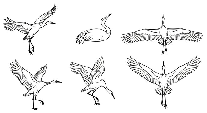 Set of graceful crane birds in flight and poses, elegant line art