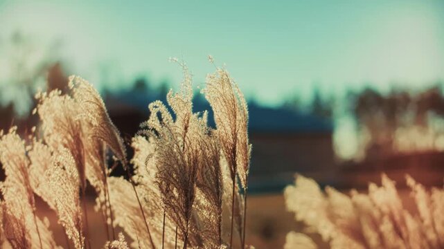 Golden Dry Pampas Grass Swaying in Wind. Fluffy Reed Plumes in Garden