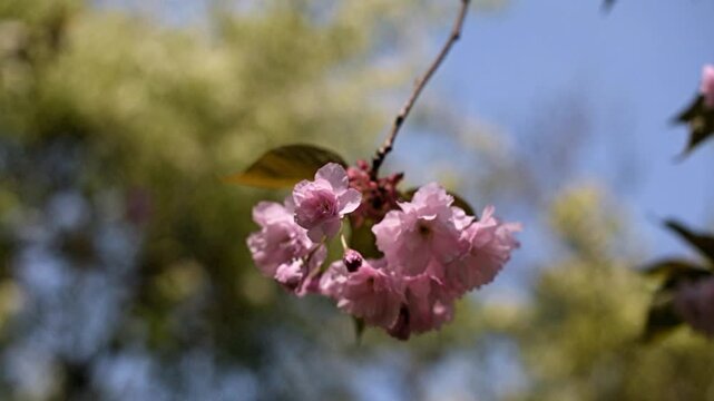 Japanese cherry blossoms on a green natural background
