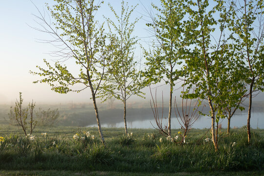 Young birch trees growing on a grassy river bank with spring daffodils blooming in thick morning fog
