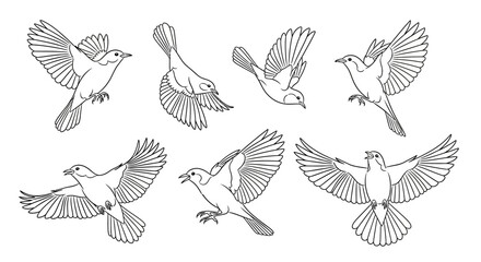 Obraz premium Flying Bird Sketches Set, Black and White Line Art Collection