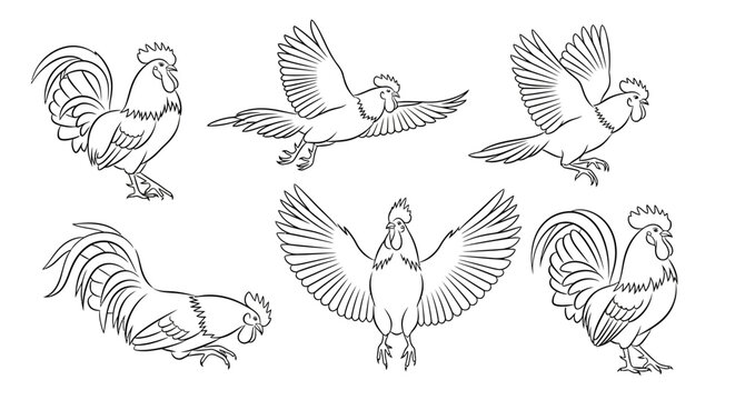 Rooster Poses Set, Hand-Drawn Ink Sketch Vector Illustration