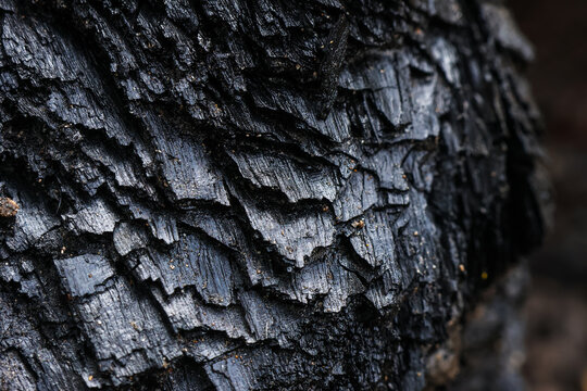 Close up detail of burnt tree trunk showing charred black wood bark texture pattern with deep cracks and peeling layers evoking somber dramatic mood of destruction and natural decay forest