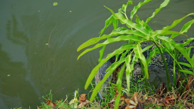 Asian water monitor lizard swimming near tropical plants in Lumphini Park Bangkok, urban wildlife scene in Thailand