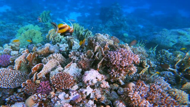 Three Butterfly fish above Healthy coral reef landscape. Exploring beautiful underwater world of Egypt