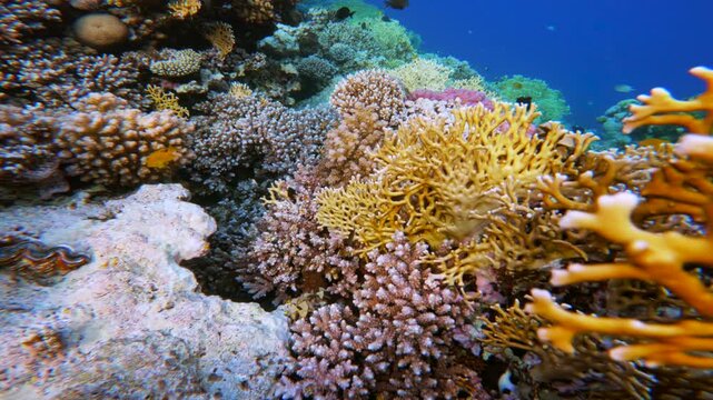 Mixed fire coral branches and many reef fish inside. Exploring beautiful underwater world of Egypt