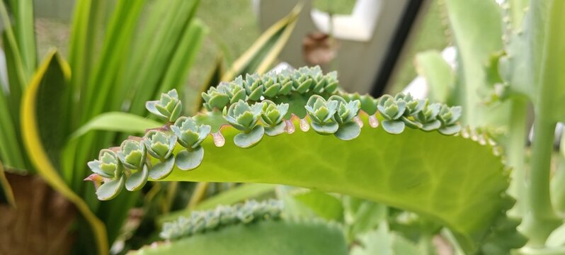 Kalanchoe pinnata, commonly known as cathedral bells, air plant, life plant, miracle leaf,or love bush