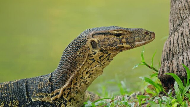 Asian water monitor lizard near tree trunk in Lumphini Park Bangkok, exotic reptile wildlife portrait in Thailand