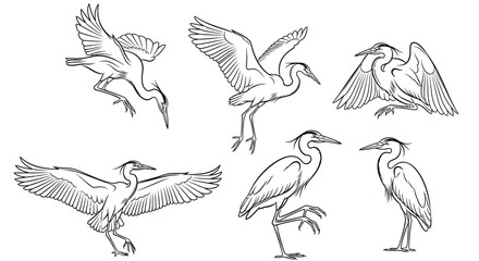 Fototapeta premium Heron Bird Set, Hand-Drawn Black and White Line Art Illustrations