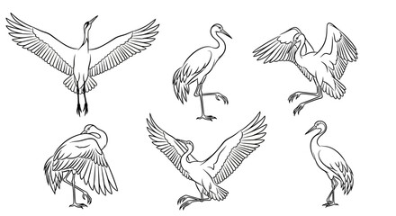 Obraz premium Set of Hand-Drawn Crane Bird Poses in Line Art Style
