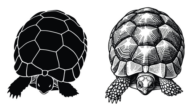 Tortoise top view silhouette and detailed engraved drawing for animal themed graphic design